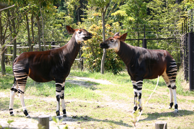 zoolashia01